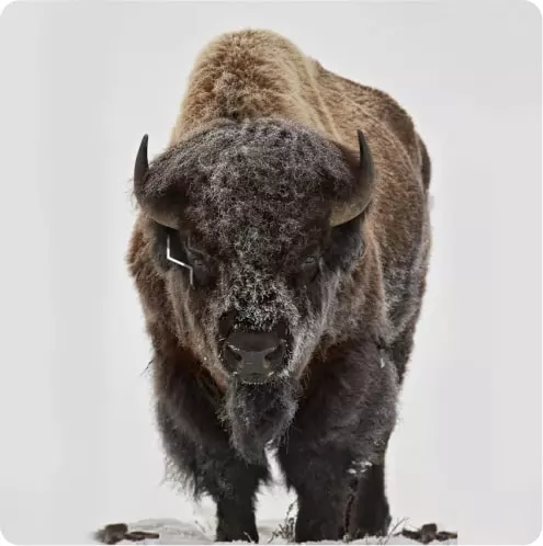 Bison animal